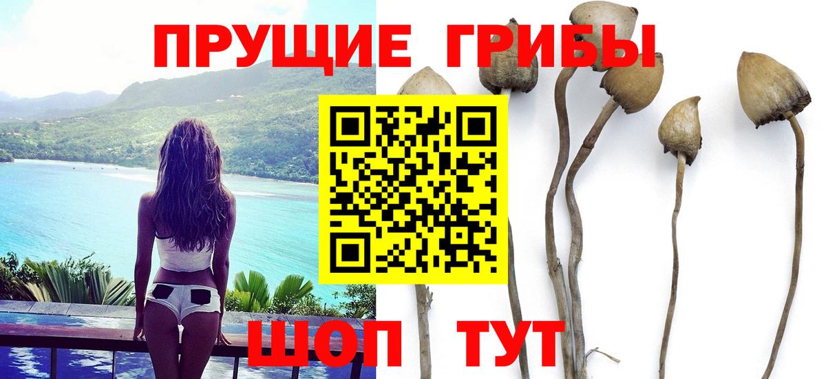 Бор  Псилоцибиновые грибы Cubensis  Вход с VPN 